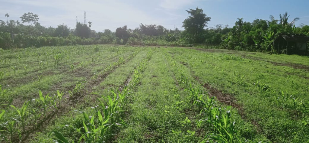 Lahan Pertanian yang Subur